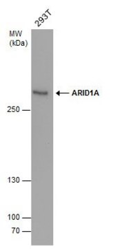 Monoclonal Anti-ARID1A antibody produced in