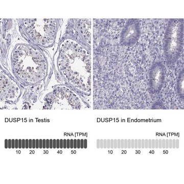 Anti-DUSP15 antibody produced in rabbit