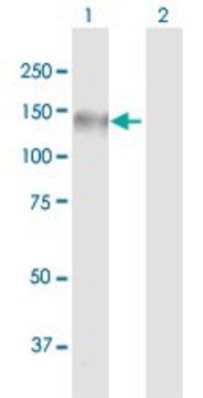 Anti-MICALL1 antibody produced in mouse