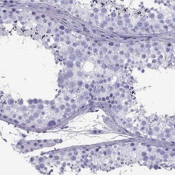 Anti-SPANXD antibody produced in rabbit