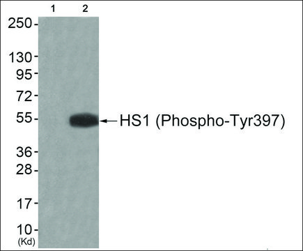 Anti-phospho-HS1 (pTyr³??) antibody produced in