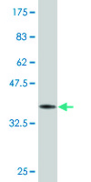 Monoclonal Anti-TBX21 antibody produced in