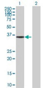 Anti-HMGCL antibody produced in rabbit