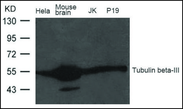 Anti-Tubulin ?-III antibody produced in