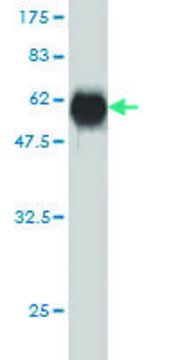 Monoclonal Anti-CTDSP2 antibody produced in