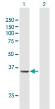 Anti-PRMT6 antibody produced in rabbit