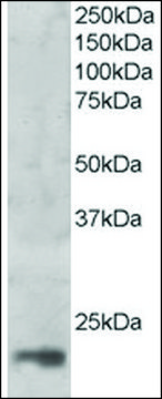 Anti-MAGOH (C-terminal) antibody produced in