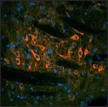 Anti-TH, (N-terminal) antibody produced in