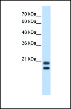 Anti-SRGN antibody produced in rabbit