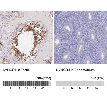 Anti-SYNGR4 antibody produced in rabbit