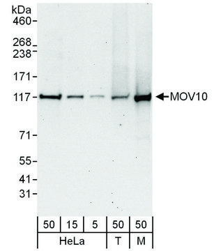 Rabbit anti-MOV10 Antibody, Affinity Purified