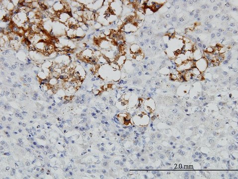 Monoclonal Anti-DCN antibody produced in
