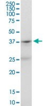 Anti-PTAFR antibody produced in mouse