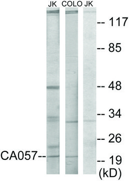 Anti-C1ORF57 antibody produced in rabbit