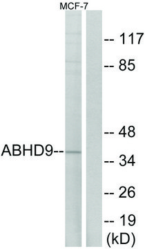 Anti-ABHD9 antibody produced in rabbit