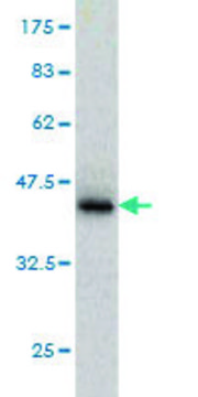 Monoclonal Anti-PTPN4 antibody produced in