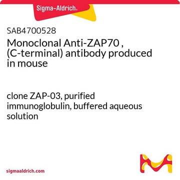 Monoclonal Anti-ZAP70 , (C-terminal) antibody
