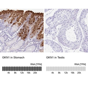 Anti-GKN1 antibody produced in rabbit