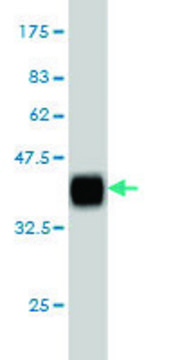Monoclonal Anti-MAP4K4 antibody produced in