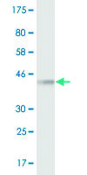 Monoclonal Anti-YWHAH antibody produced in