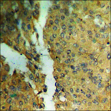 Anti-phospho-BCL-XL (pSer?²) antibody produced in