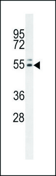 ANTI-INSC (C-TERM) antibody produced in