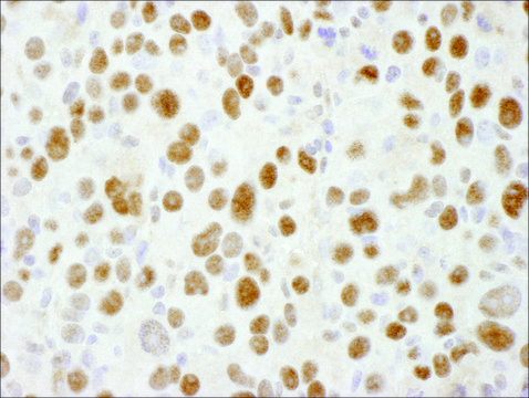 Goat anti-Sp1 Antibody, Affinity Purified