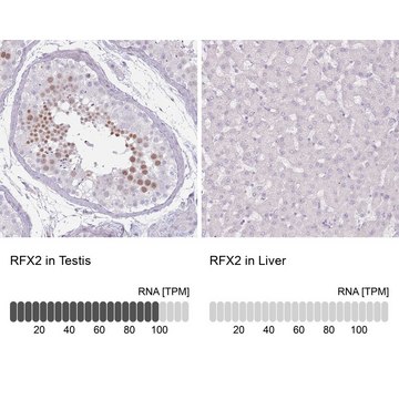 Anti-RFX2 antibody produced in rabbit