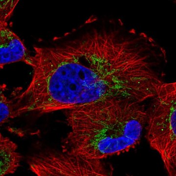 Anti-NME7 antibody produced in rabbit