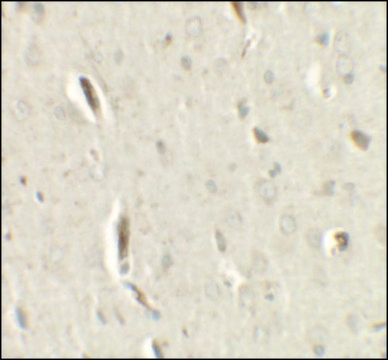 Anti-GRIP1 antibody produced in rabbit