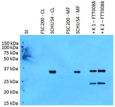 Anti-Pilt (F. tularensis ssp) antibody