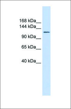 Anti-SLC24A1 antibody produced in rabbit