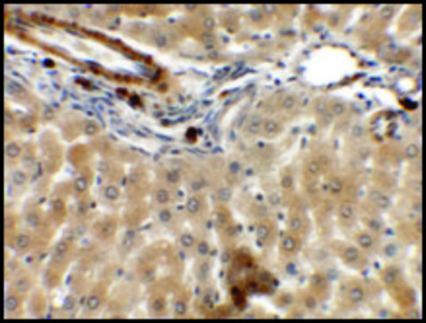 Anti-IFLTD1 antibody produced in rabbit