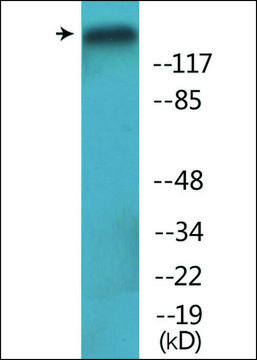 Anti-phospho-Period Circadian Protein 2 (pSer??²)