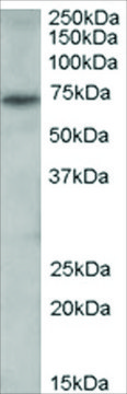 Anti-PAD4/PADI4 antibody produced in goat
