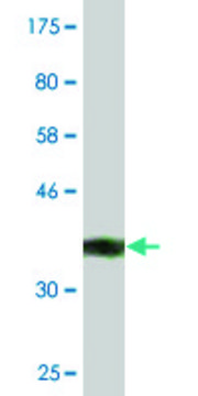 Monoclonal Anti-AZIN1, (C-terminal) antibody produced
