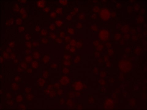 Anti-SLAIN1 antibody produced in rabbit