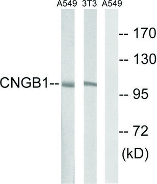 Anti-CNGB1 antibody produced in rabbit