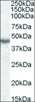 Anti-KCNJ1 antibody produced in goat