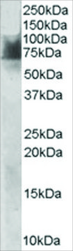 Anti-SLC6A4/5HTT/SERT antibody produced in goat