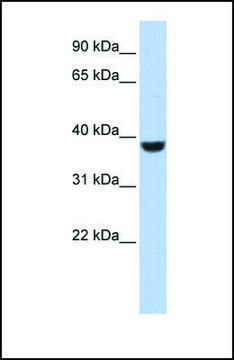 Anti-PPP1CA, (N-terminal) antibody produced in