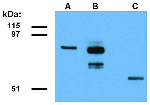 Monoclonal Anti-ABRA1 antibody produced in