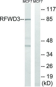 Anti-RFWD3 antibody produced in rabbit