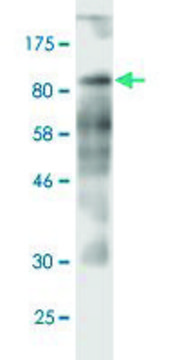 Monoclonal Anti-CD97 antibody produced in