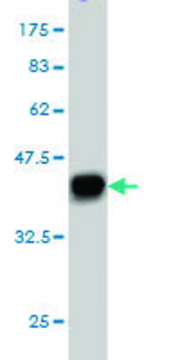 Monoclonal Anti-PUM2 antibody produced in