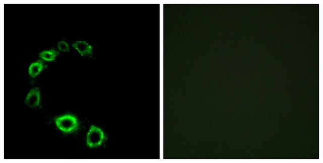Anti-GPR175 antibody produced in rabbit