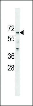 ANTI-PCTAIRE2 (PCTK2)(N-TERMINAL) antibody produced in
