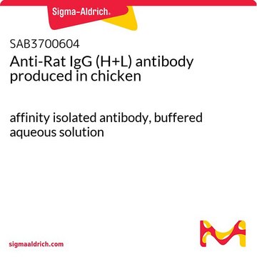 Anti-Rat IgG (H+L) antibody produced