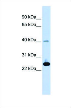 Anti-SELS antibody produced in rabbit