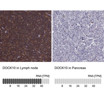 Anti-DOCK10 antibody produced in rabbit